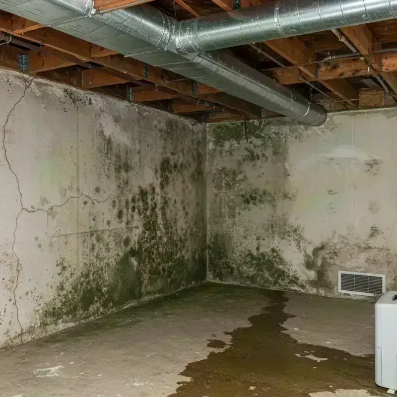 Professional Mold Removal in Johnston City, IL